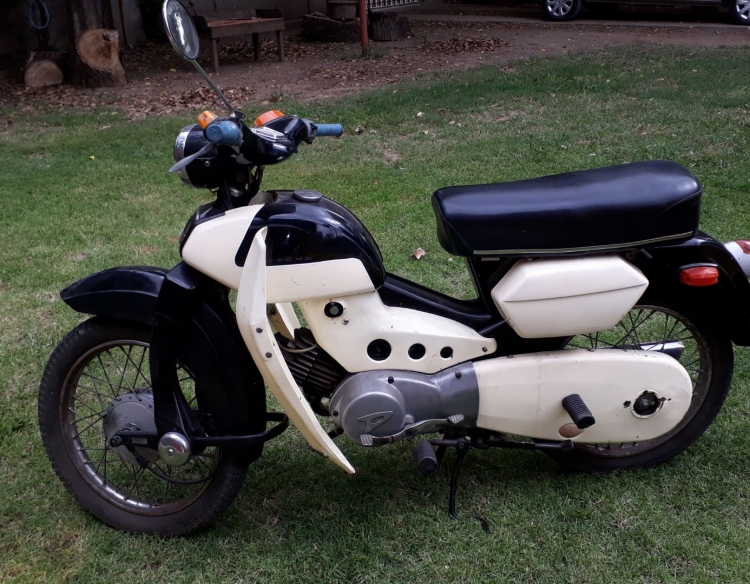 POINTER 1961 JAPONESA UNICA DE DAMA TITULAR